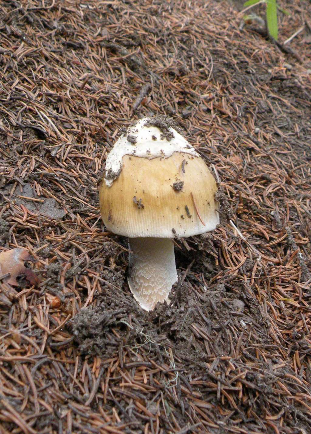 Cucciolo di Amanita?